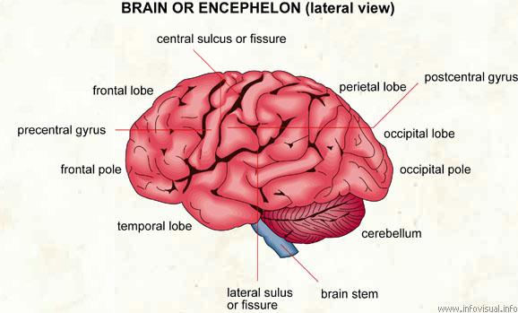 Felix Neurology, Fictspedia Wiki