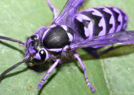 purple hornets wasps