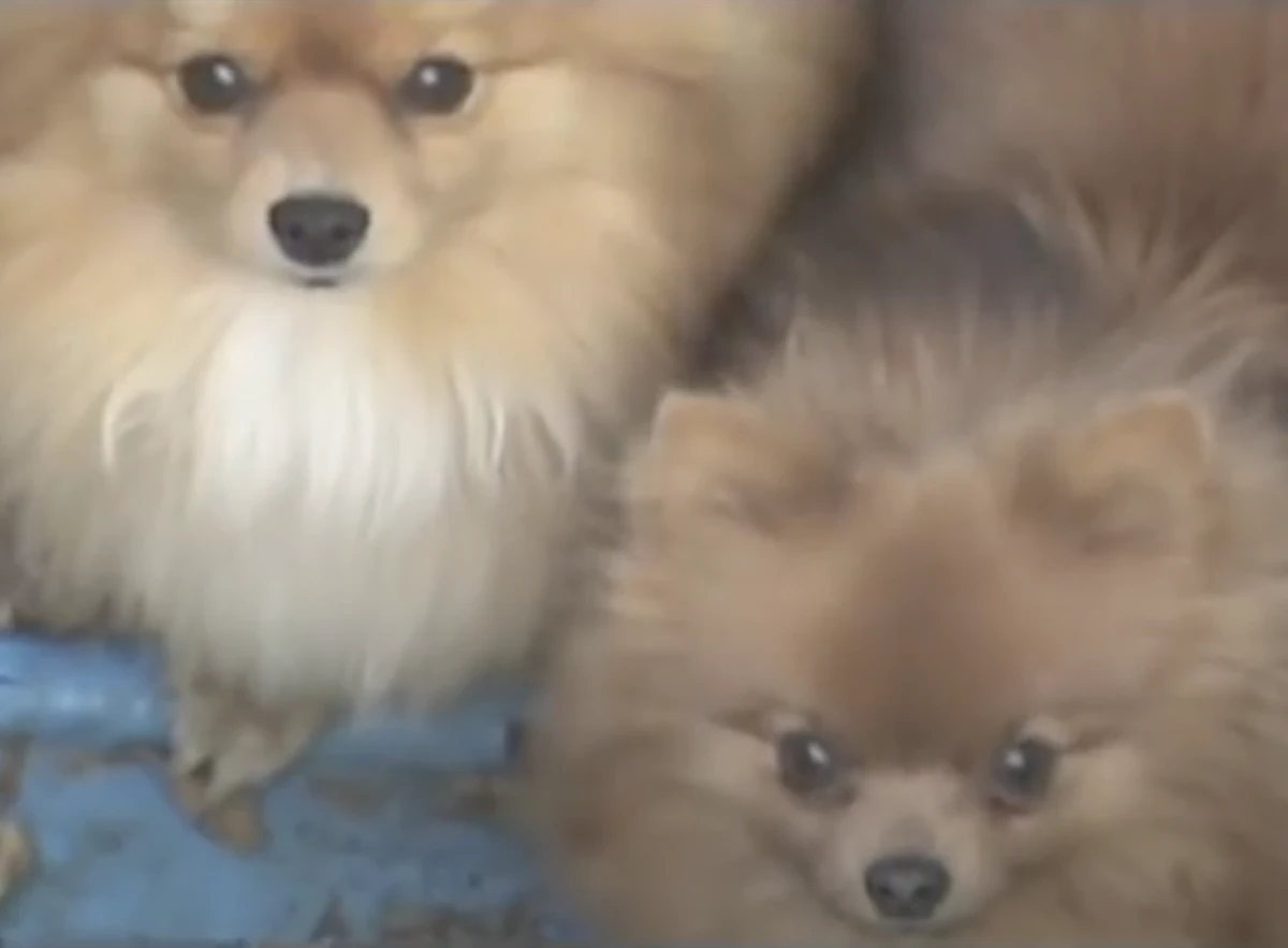 Neighborhood squirrels Fred Figglehorn Wiki Fandom