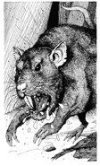 An orc's pet rat, Horace.