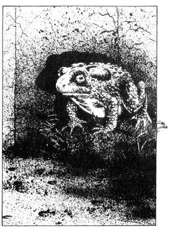 Giant Toad1