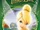Tinker Bell