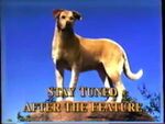 Old Yeller (October 7, 1997) Beau Weaver: "Stay tuned after the feature presentation for a behind the scenes look at Old Yeller."