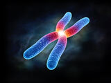 Chromosomes