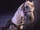 Tricentennial Horse