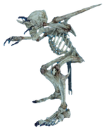 Skeleton