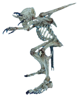 Skeleton FFXV