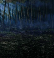 The Misty Bamboo Forest