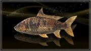 Dawn Lucian Carp.jpg