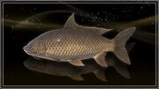 Lucian Carp.jpg