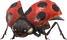 Little Ladybug