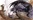 Amano Behemoth vs