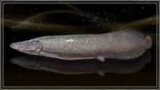 Noble Arapaima.jpg