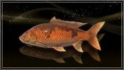 Amber Lucian Carp.jpg