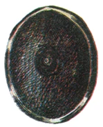 Genji Shield FFIII Art.png (77 KB) Genji Shield