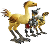 ARR Chocobos