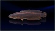 Garnet Snakehead.jpg