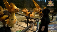 Noctis em uma fazenda de Chocobos.