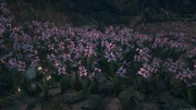 A field of purple wyvern tails.