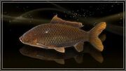 Bronze Lucian Carp.jpg