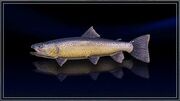 Chrome Rainbow Trout.jpg