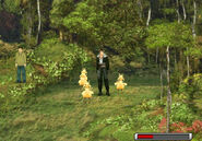 Chicobos in a Chocobo Forest.