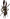 Ked