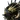 Paragon X2 portrait
