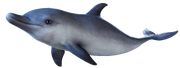 Dolphin from FFVII Remake render