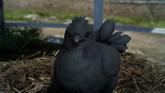 Black chocobo chick.