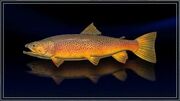 Cleigne Brown Trout.jpg