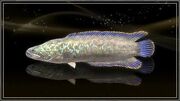 Opal Snakehead.jpg