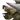 Shell Shocker X2 portrait