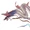 Leviathan