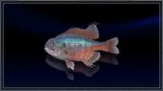 Glimmering Bluegill.jpg