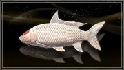 Sunny Lucian Carp.jpg