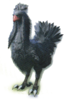 Black Chocobo