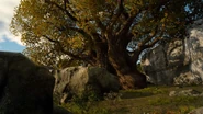 Tenebraen-Oak-FFXV.png (1.86 MB) Tenebraen oak.