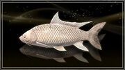 Silver Lucian Carp.jpg