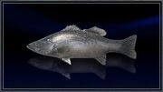 Lucinian Sea Bass.jpg