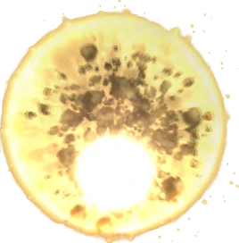 XII gnoma entite render