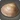 Vongola Clam