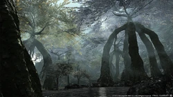 Caelum Trees.