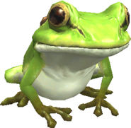 Toad