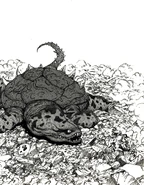 The Land Turtle in the Manga
