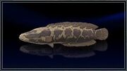 Phantom Snakehead.jpg