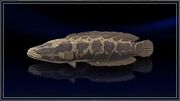 Phantom Snakehead.jpg