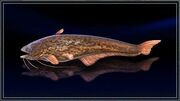 Spotted Catfish.jpg