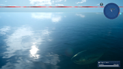 Stryrial Bluefin Tuna underwater in FFXV