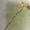 Siren's Flute